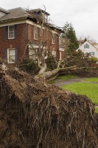 Fallen Tree and House